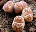 Lithops dorotheae Nel, Succulenta 21(7): 77-79, 1939